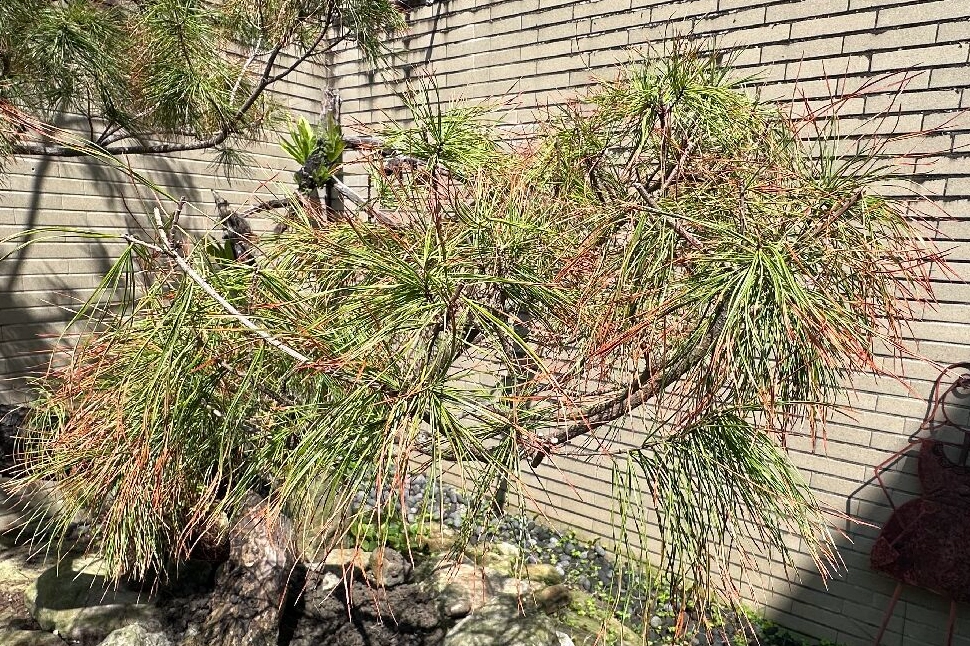 五葉松葉子變黃