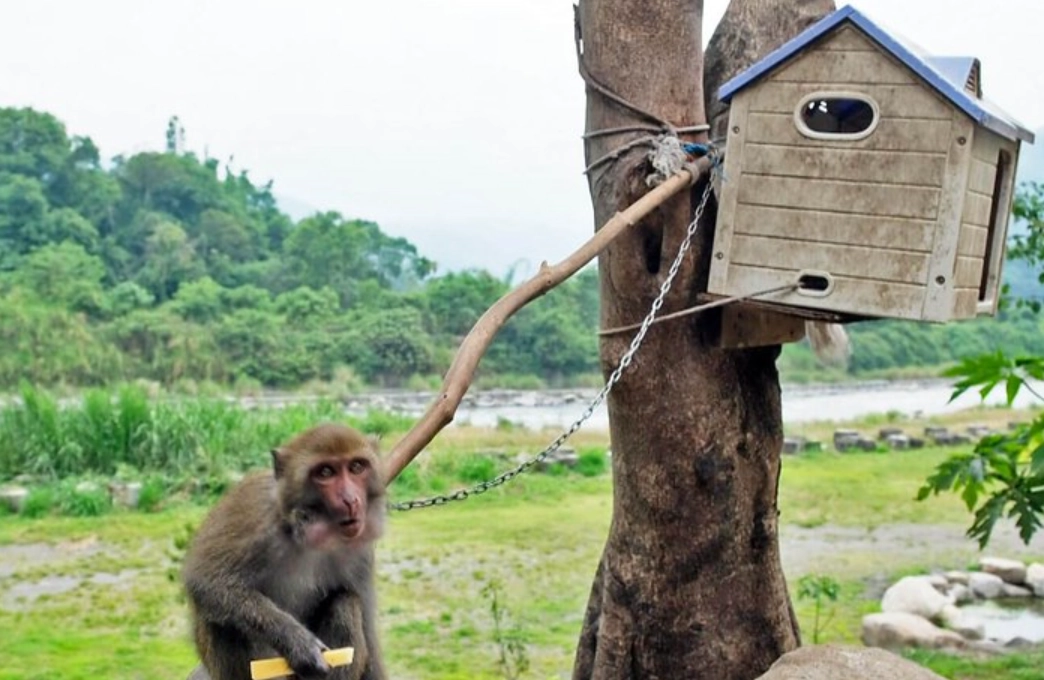夢到養猴子 意思