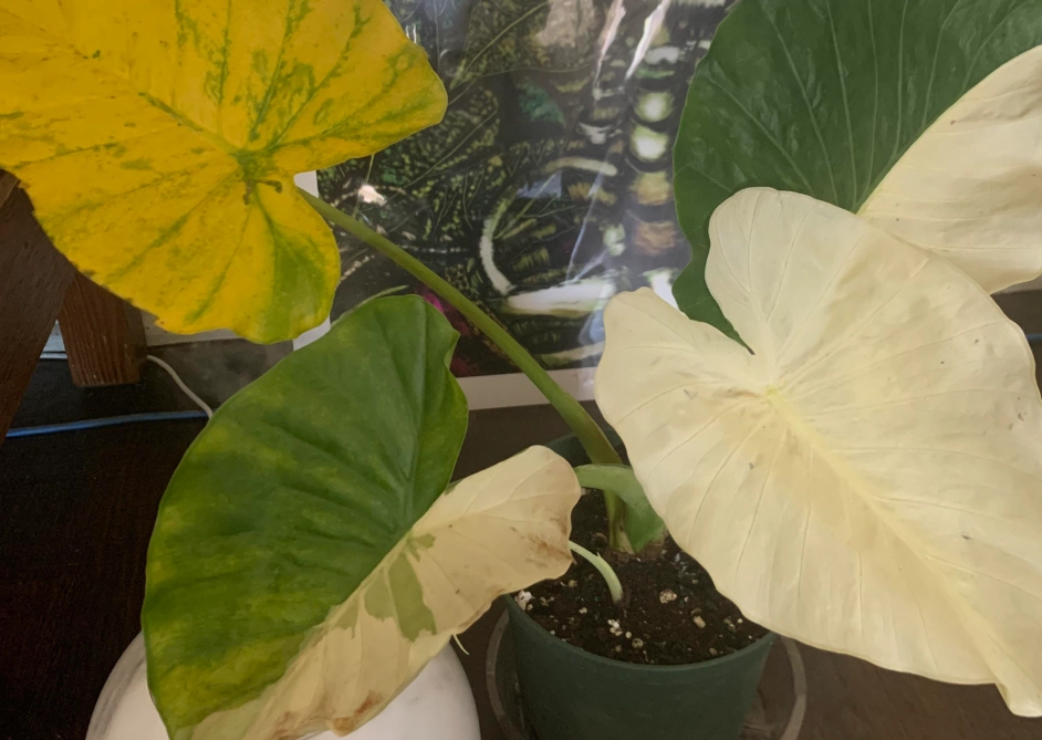 龜背芋葉子變白