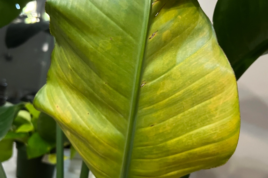 天堂鳥黃邊 養護 天堂鳥黃邊 養護