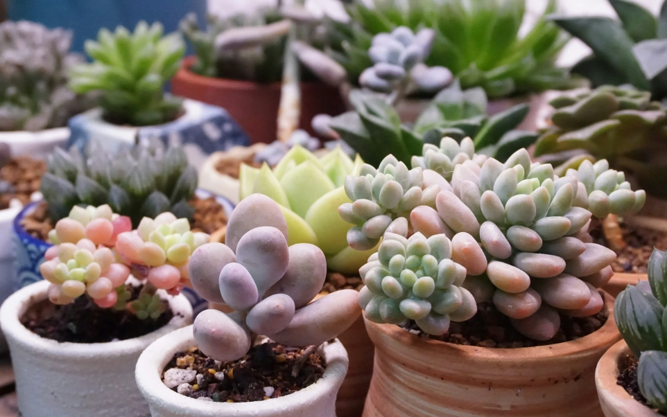 多肉怎麼養 多肉怎麼養