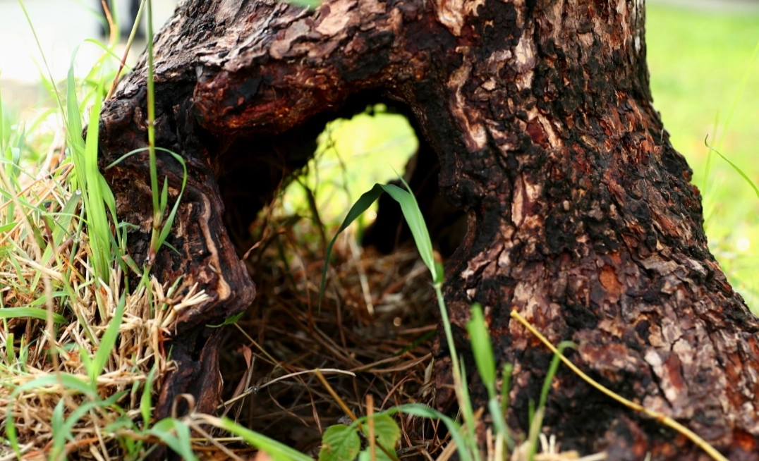 安全移除樹頭 安全移除樹頭
