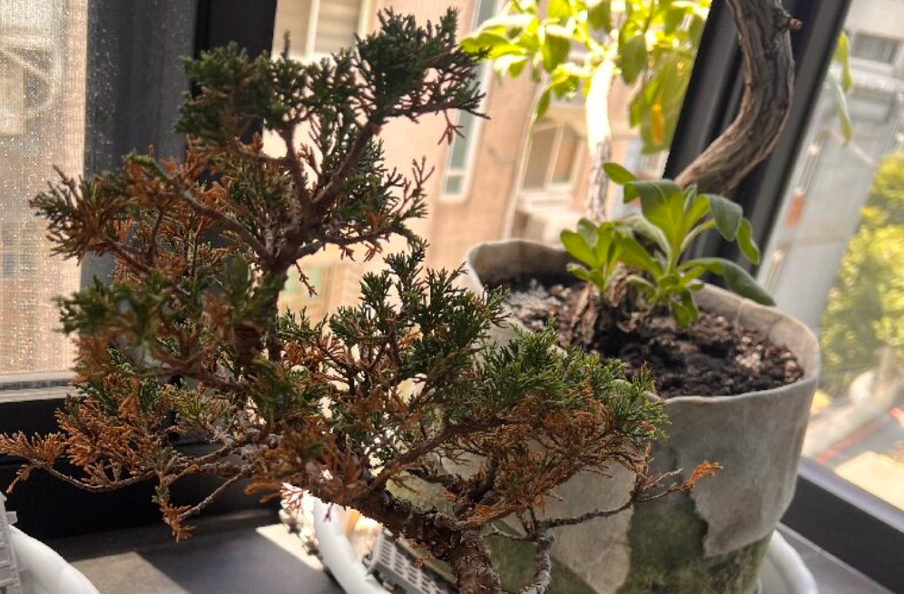 真柏葉子枯黃 真柏葉子枯黃