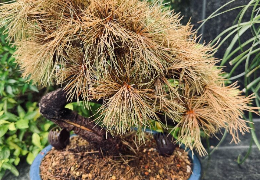 五葉松葉子變黃