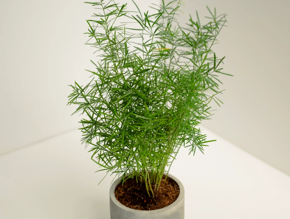 室內小盆栽 推薦