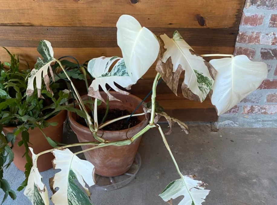 龜背芋葉子變白