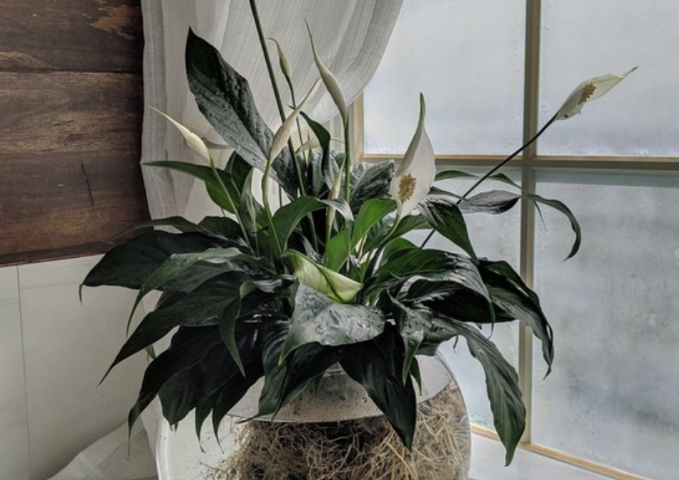 水培植物照顧 水培植物照顧