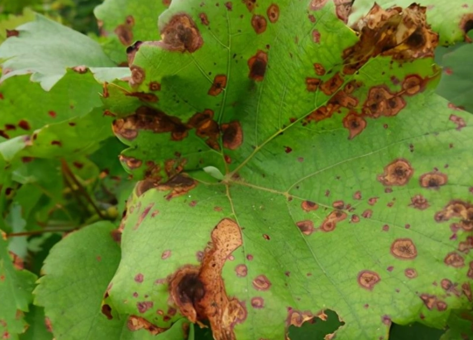 植物炭疽病 植物炭疽病