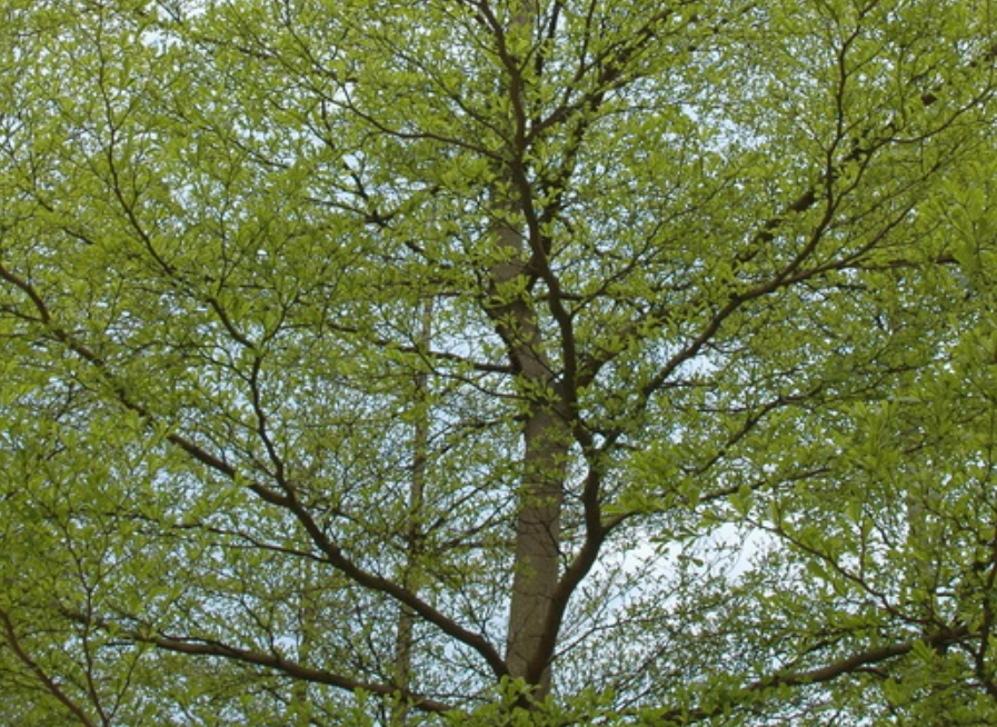 小葉欖仁病蟲害 小葉欖仁病蟲害