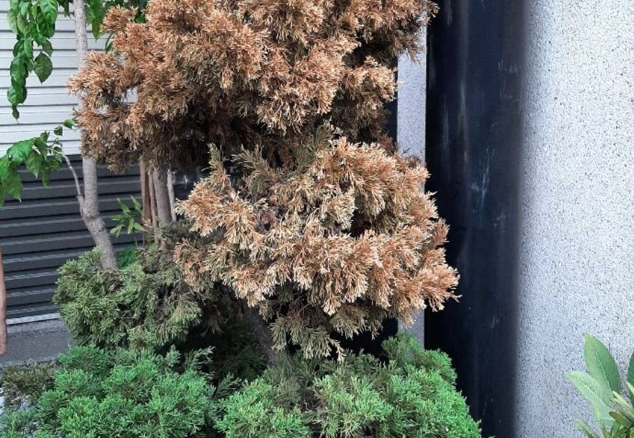 真柏病害防治 真柏病害防治