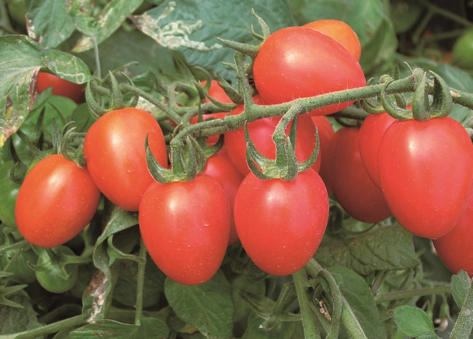 番茄品種 推薦