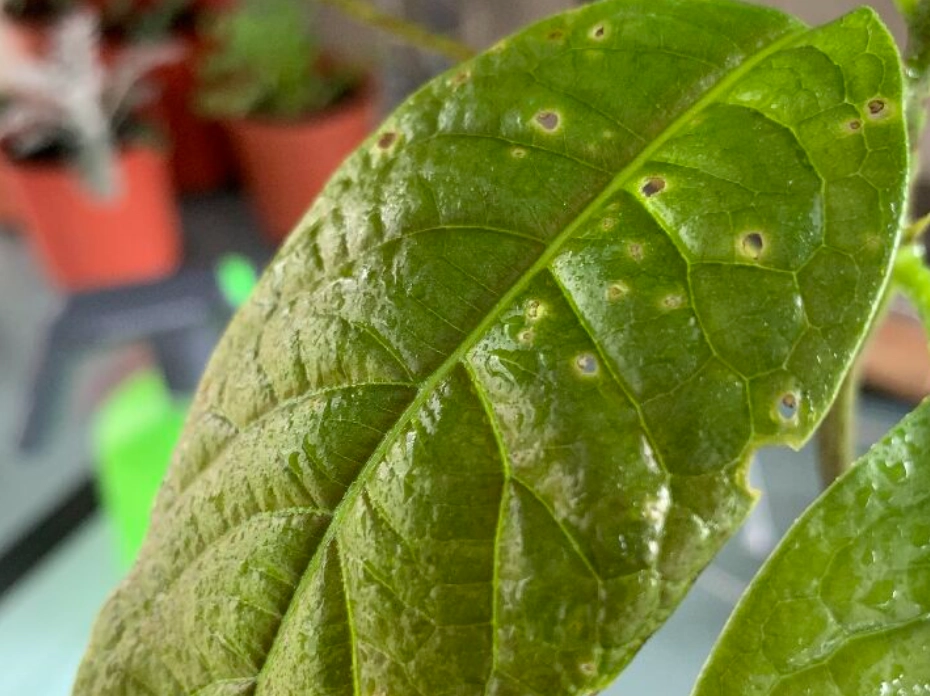 酪梨硼肥 酪梨硼肥