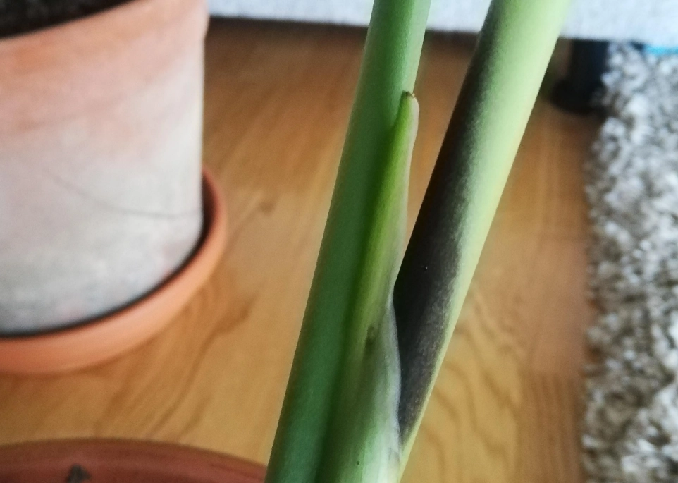 龜背芋 病害 龜背芋 病害