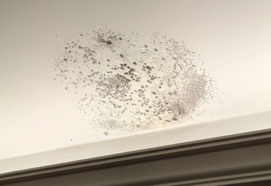 牆面黴斑清潔 牆面黴斑清潔