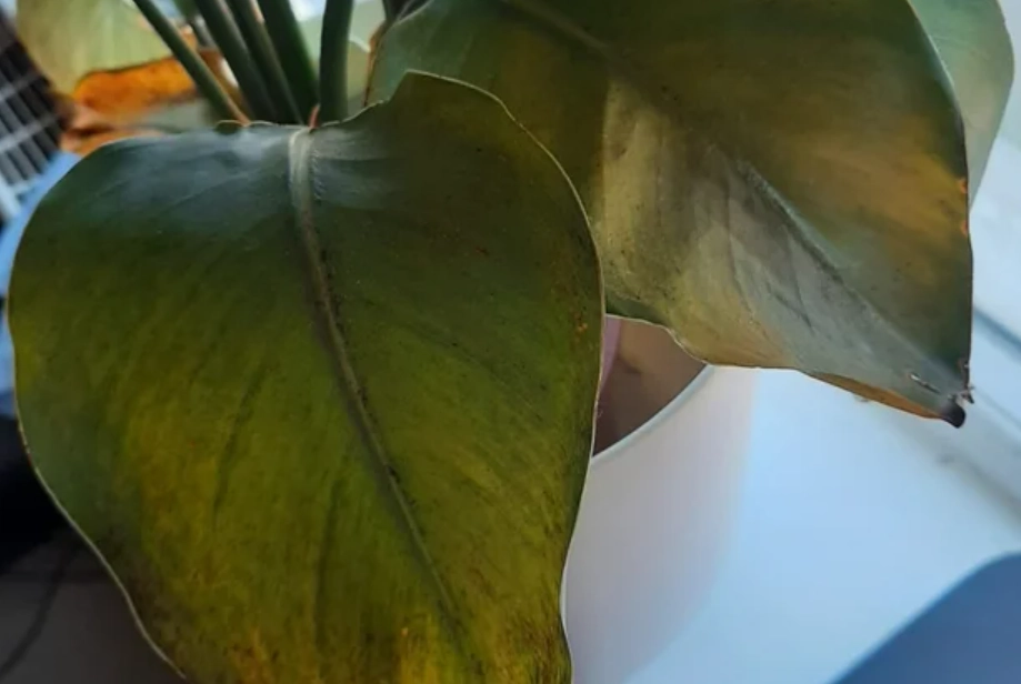 黃邊天堂鳥 品種 黃邊天堂鳥 品種