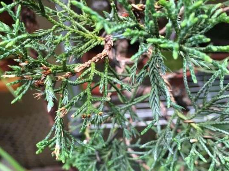 柏樹養護 柏樹養護