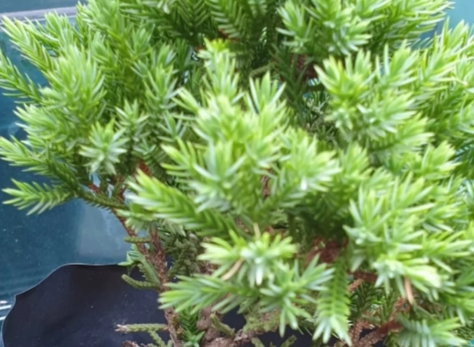 柏樹養護 柏樹養護