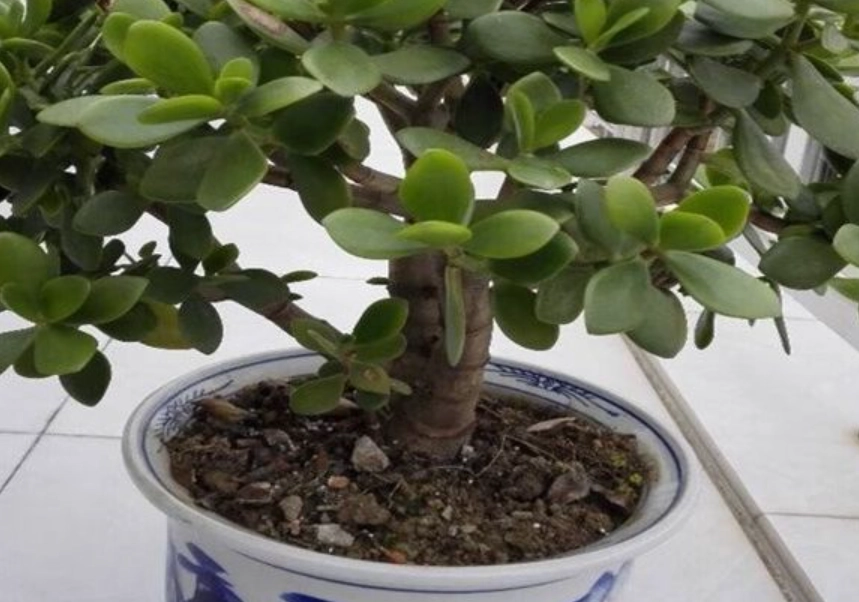 室內盆栽推薦 室內盆栽推薦