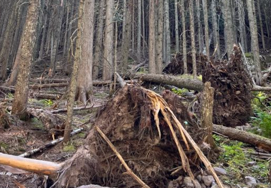樹頭枯死方法 樹頭枯死方法