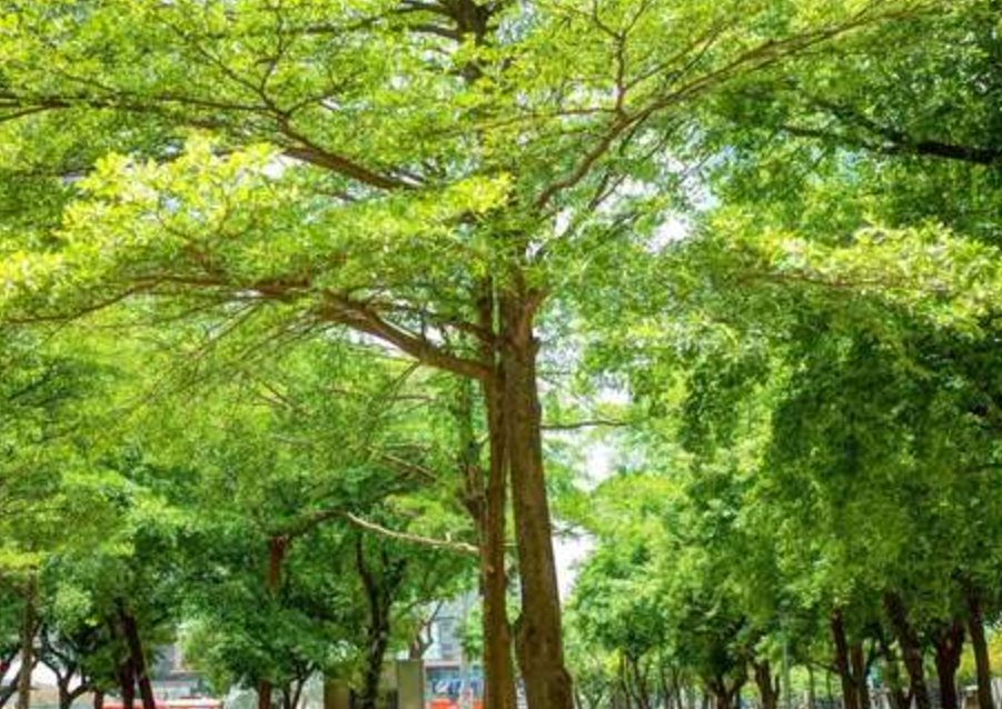 小葉欖仁澆水 小葉欖仁澆水