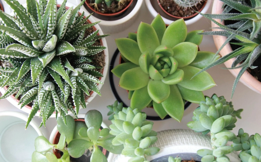 多肉植物推薦 多肉植物推薦
