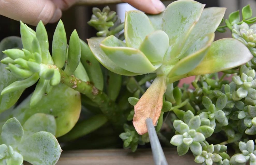 多肉葉子扁掉原因