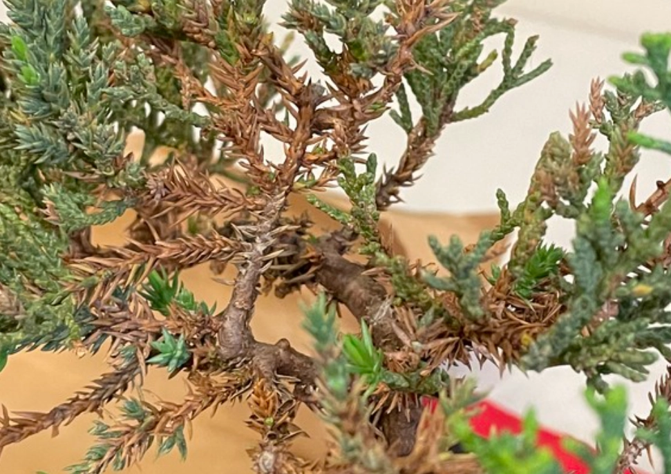 柏树 叶子 变黄 怎么办