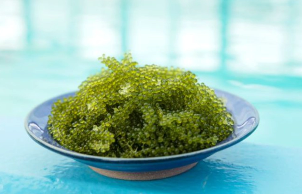 海葡萄怎麼吃 海葡萄怎麼吃