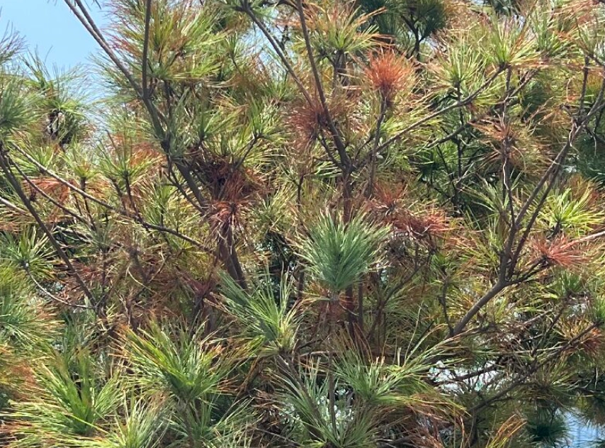 五葉松枯葉原因