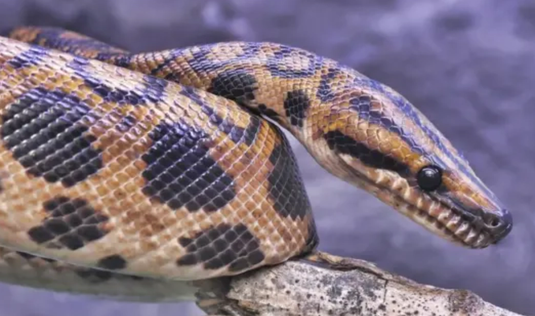 夢見大蛇 心理學 夢見大蛇 心理學