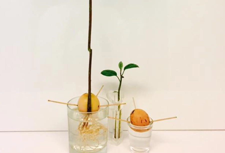 酪梨籽種植 酪梨籽種植