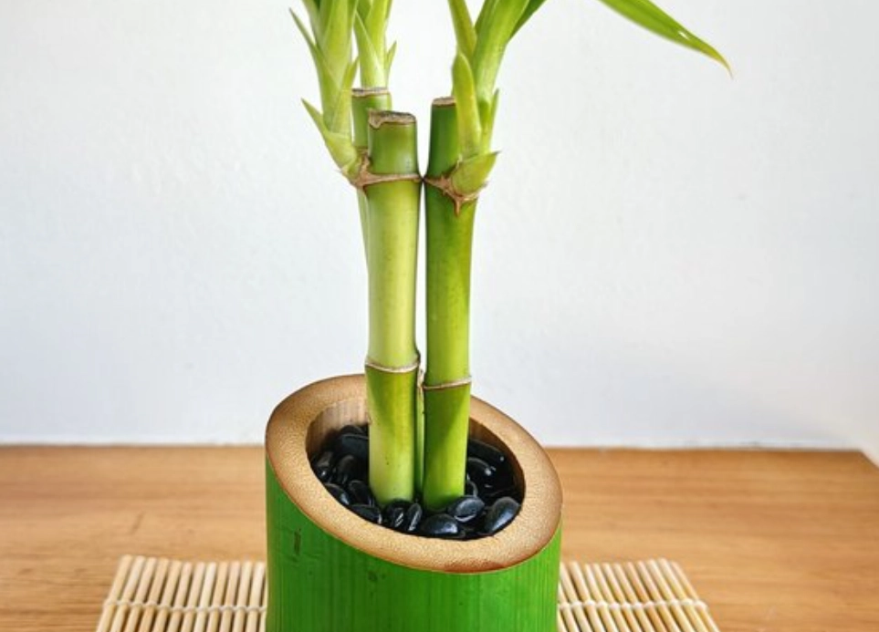 竹子風水 竹子風水