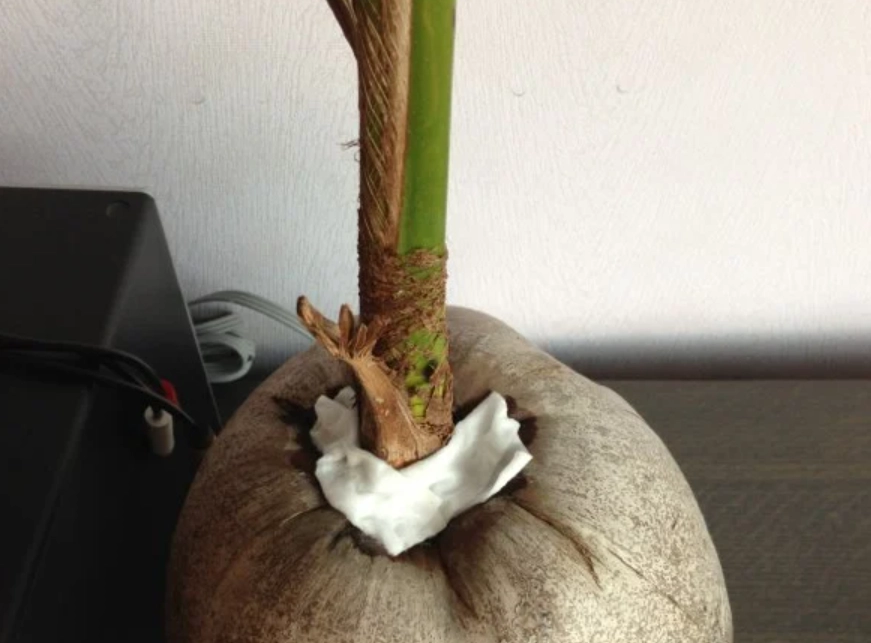 過大禮 植物 準備 過大禮 植物 準備