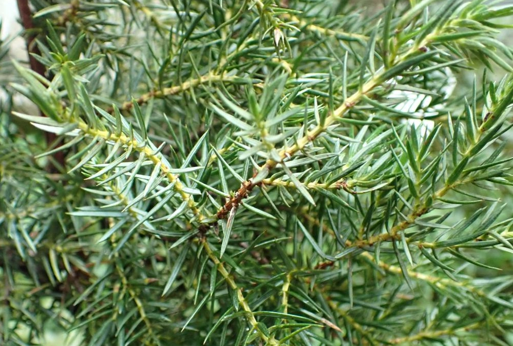 盆景造型 盆景造型