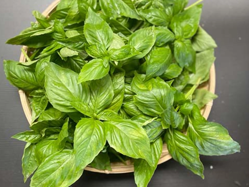 香草植物 種植 香草植物 種植