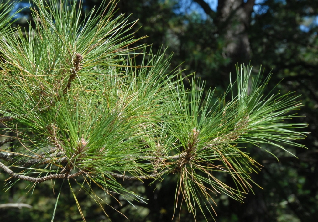 台湾三葉松 台湾三葉松