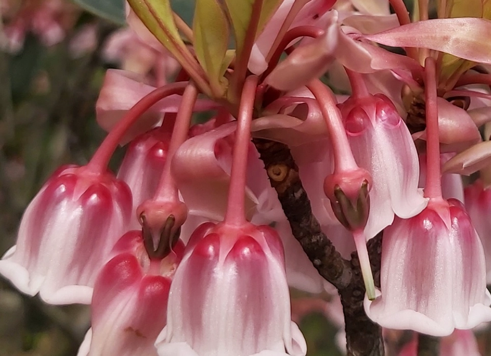 吊鐘花繁殖方法