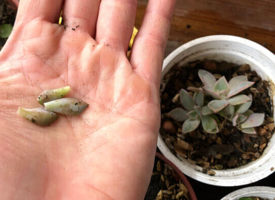 多肉葉片脫落 多肉葉片脫落