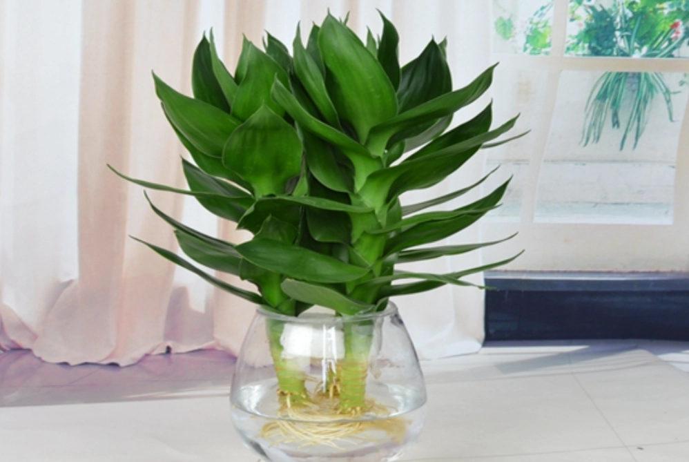 竹子風水 竹子風水