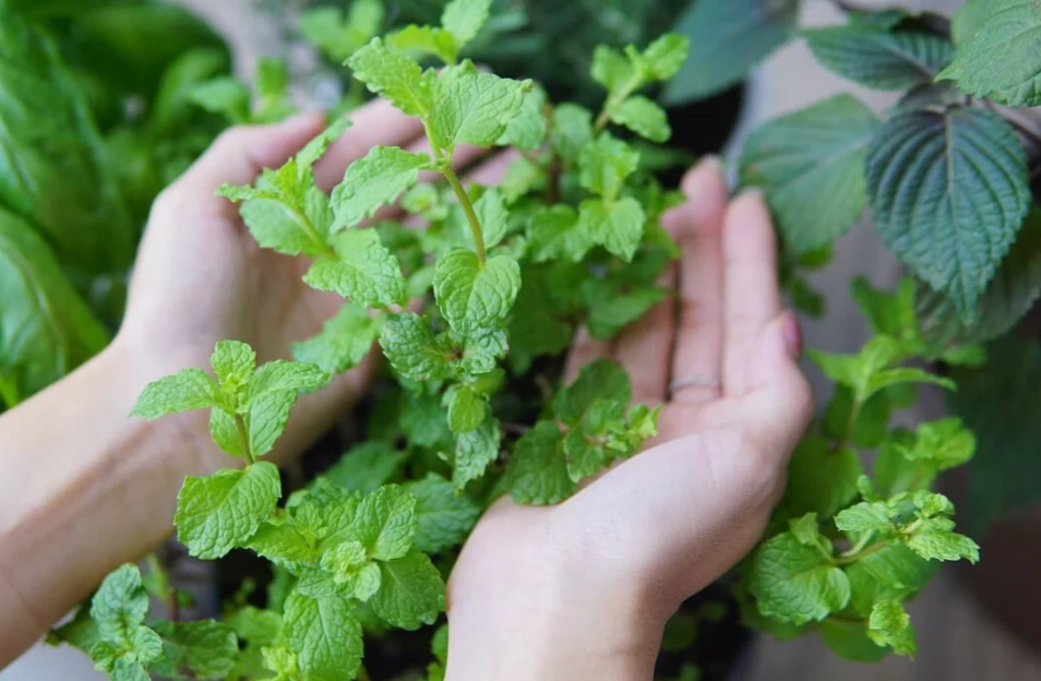 香草植物 用途 香草植物 用途