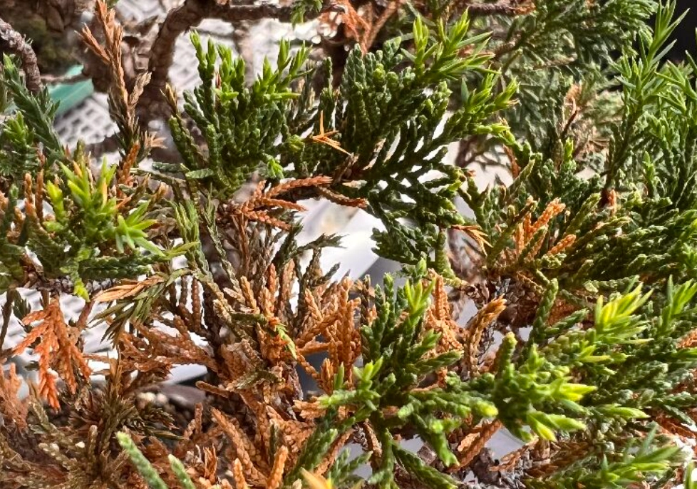 真柏葉子枯黃 真柏葉子枯黃