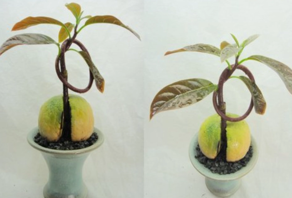 酪梨盆栽 酪梨盆栽