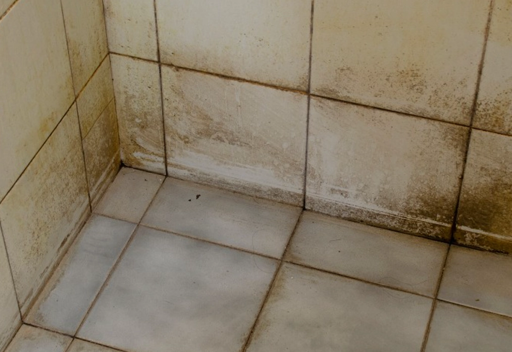 浴室黴菌健康影響