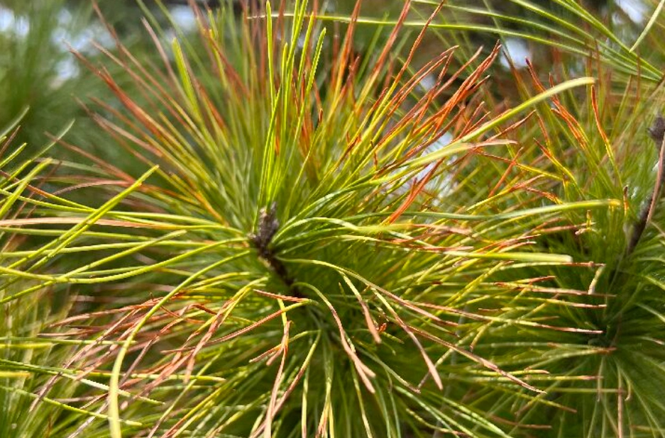 五葉松葉子變黃