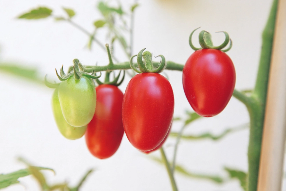 半停心番茄 種植