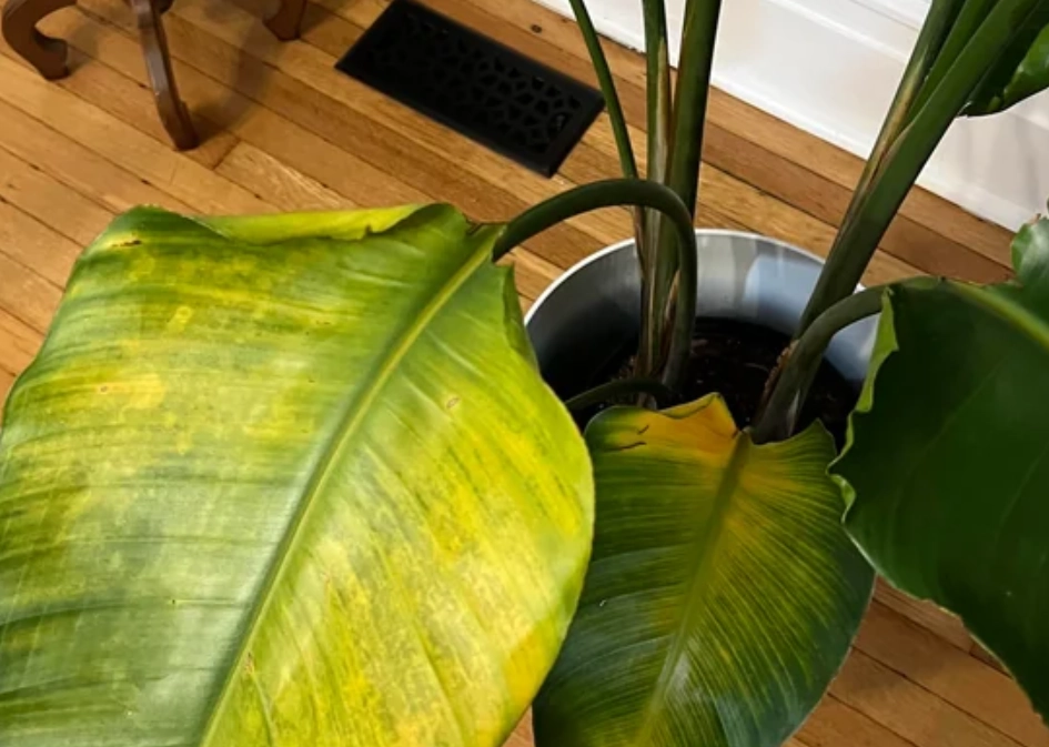 天堂鳥 繁殖 方法