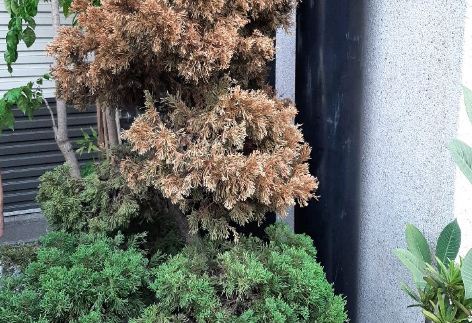 柏树 叶子 变黄 怎么办