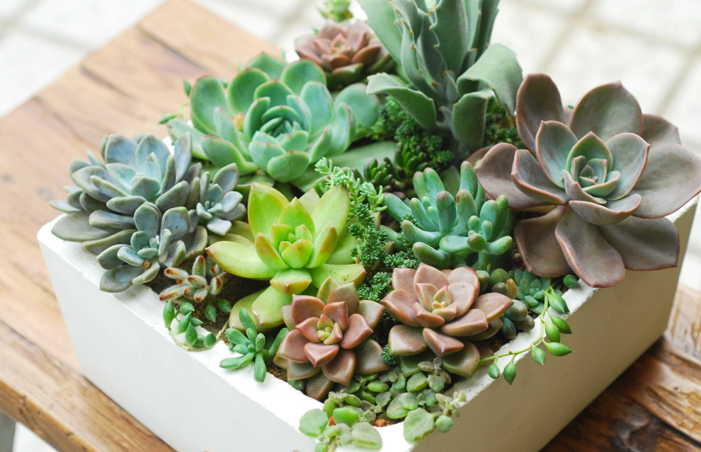 多肉植物推薦 多肉植物推薦