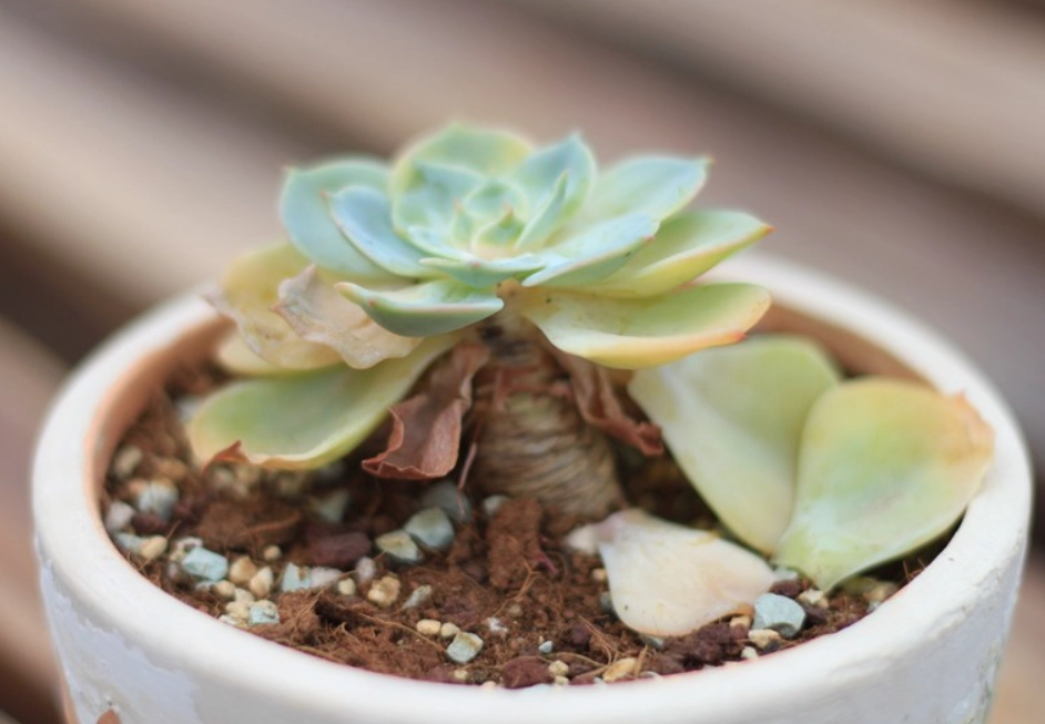 多肉植物急救 多肉植物急救