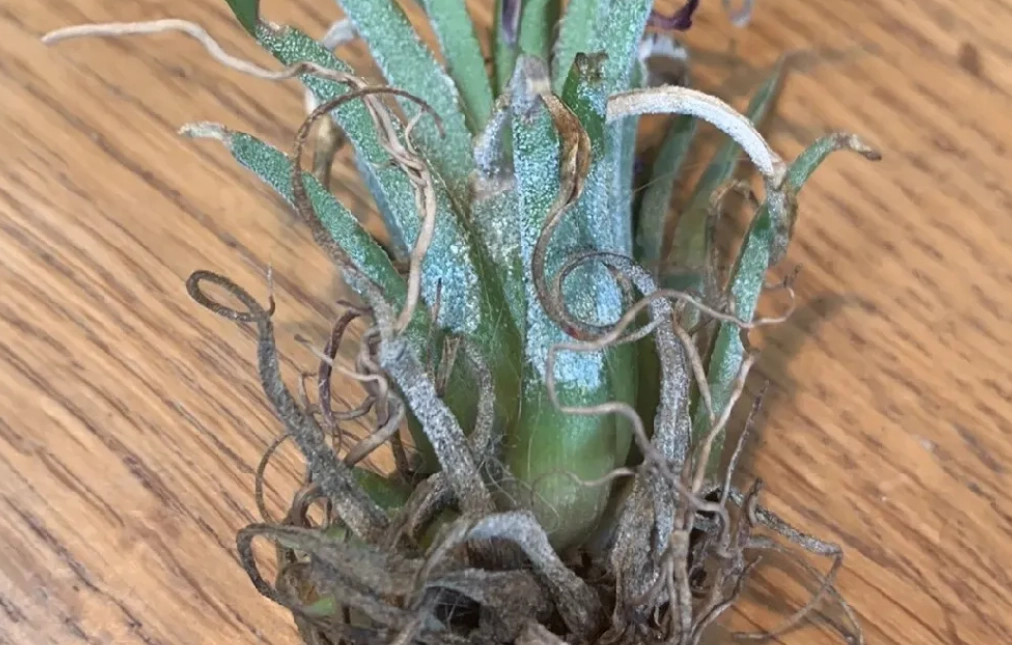 空氣鳳梨不吸水